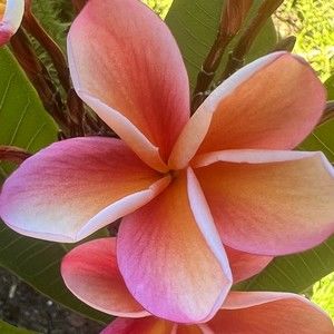 Meet your Posher, Kerri